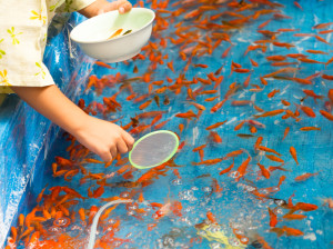 goldfish scooping game